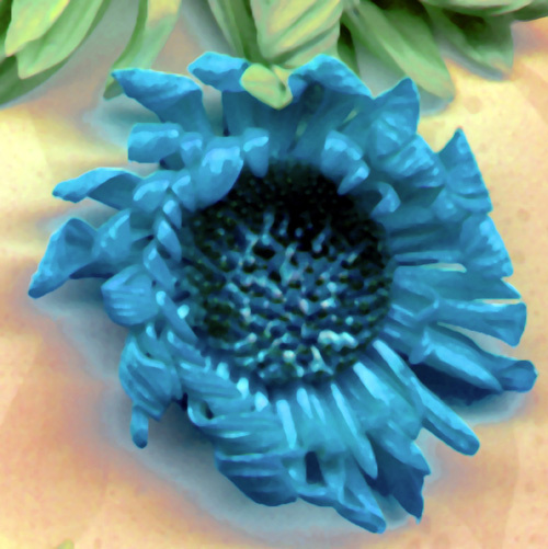 Daisy Blue